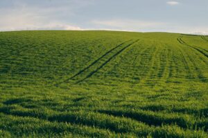 Expansive green field under a clear sky with visible tractor tracks, capturing the essence of spring.
